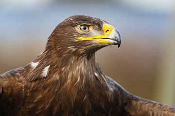 Steppe eagle by Pim Leijen