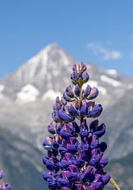 Scharfe Lupine vor verschwommenem Bietschhorn von Ad Van Koppen Fotografie