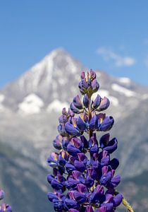 Scharfe Lupine vor verschwommenem Bietschhorn