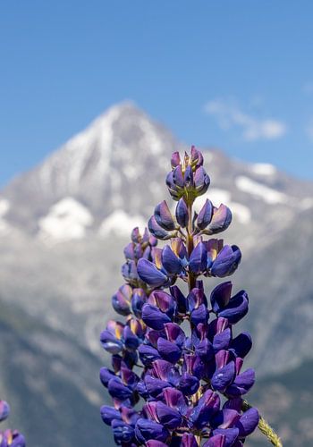 Scharfe Lupine vor verschwommenem Bietschhorn