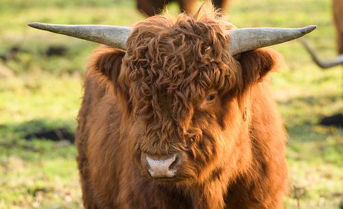 Schotse Highlander van Roland Swennen