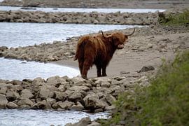 Nature, cows, Scottish Highlanders by Angela van den Berg