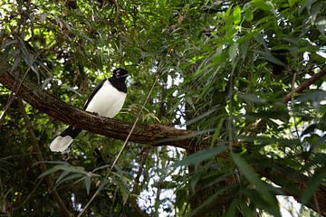 Plush Crested Jay van Merijn Geurts