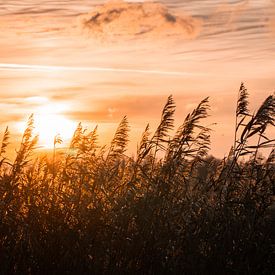 Zonsondergang in Midden-Delfland van Marcel Kool
