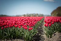 Tulpen