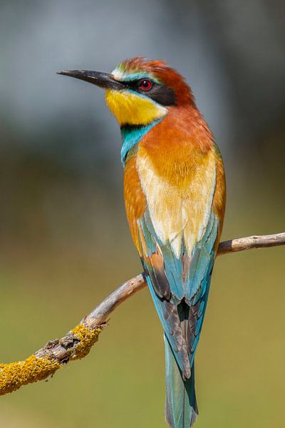 Bee-eater (Merops apiaster) by Gert Hilbink