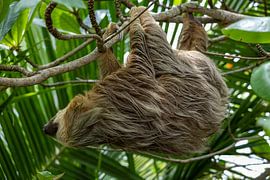 Faultier von Gian Maas