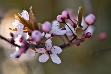 bloesems in de ochtendzon van Lindy Schenk-Smit