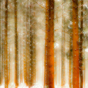 Winter at Het Loo.2