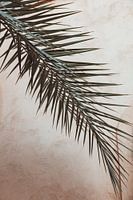 Branch of a palm tree in front of a wall