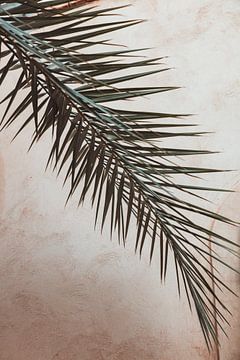 Zweig einer Palme vor einer Mauer von Ingrid Koedood Fotografie
