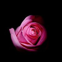 Rose auf schwarzem Hintergrund.