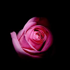 Rose auf schwarzem Hintergrund.