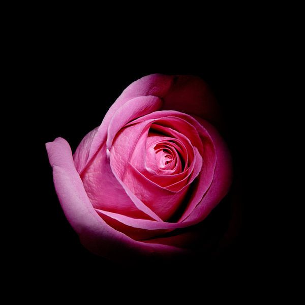 Rose on a black background. by Martin Weijmer
