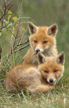 Red fox Cubs by Menno Schaefer