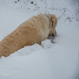 Un golden retriever joue dans la neige, Pays-Bas sur Jan Fritz