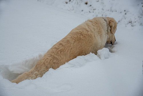 Golden Retriever spielt im tiefen Schnee, Holland