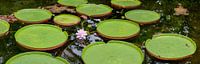 Panorama waterlelies