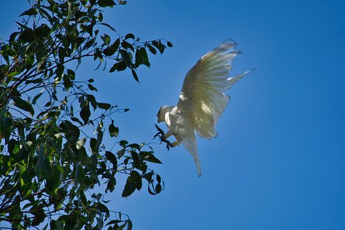 Een kleine roodkopkaketoe in vlucht