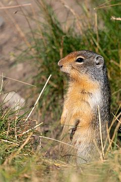 Erdhörnchen (Urocitellus columbianus), Waterton Lakes National Park, Alberta, Kanada