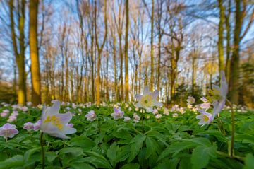 Wood anemones in forest