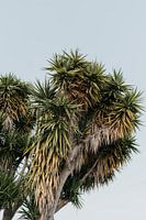 Palme | Portugal | blauer Himmel