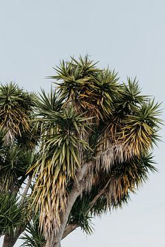 Palmboom | Portugal | blauwe lucht van Iris van Tricht