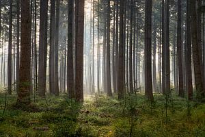 Lichtstrahl im Kiefernwald
