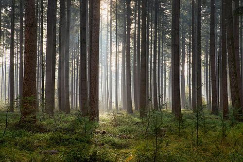 Light ray in the pine forest