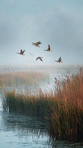 Geese above reed beds