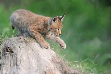 Eurasian Lynx ( Lynx lynx ), young cute cub, playing on a sandhill, showing its paw, funny little ki van wunderbare Erde