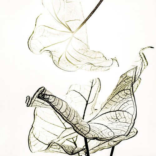 Catch me when I fall 3  Basic Japandi