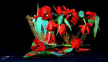 Tulpen vergane glorie van Jolanda Kars