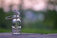 Gänseblümchen im Glas