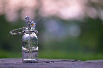 Gänseblümchen im Glas van zwergl 0611