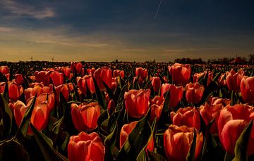 Tulipmania by peterheinspictures