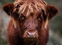 Scottish Highland Cattle