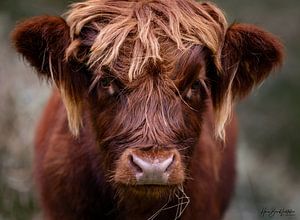 Schotse Hooglanders van Hans-Bernd Lichtblau