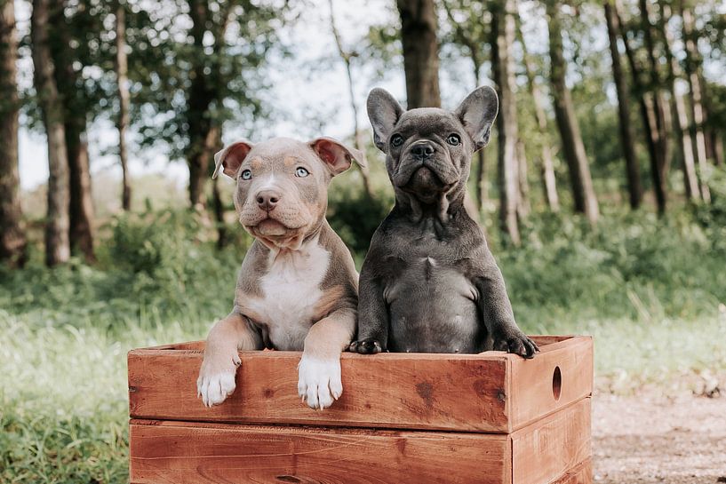 Pas un, mais deux adorables chiots par Angelique Gooijer-Hus