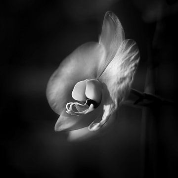 Orchidee in schwarz-weiß von Rene  den Engelsman