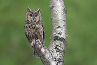 Long-eared Owl (Asio otus)