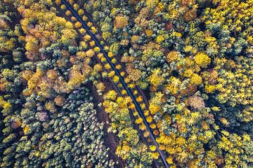 Straße durch einen herbstlich gefärbten Wald von Jeroen Kleiberg