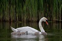 Cygne muet