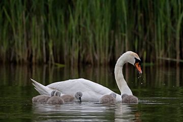 Mute Swan by Dirk Claes