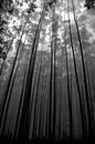 Tall trees by Jelle  Beuzekom thumbnail