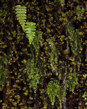 Mini Ferns and Moss by Keith Wilson Photography