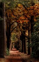 Herfst laantje