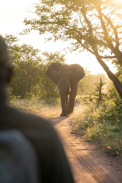 Rencontre avec un éléphant à Timbavati, Afrique du Sud par Teun Janssen