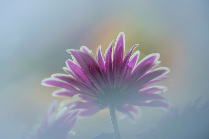 Blume von Paquita Six