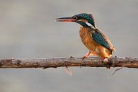Eisvogel weiblich